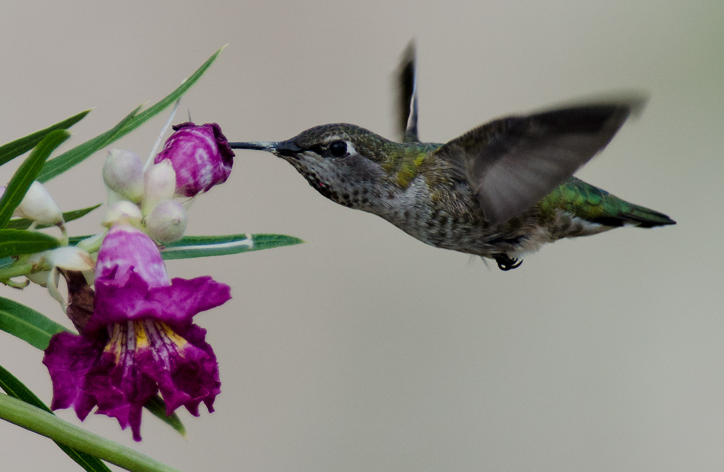  A different kind of aircraft, a juvenile Anna's Hummingbird, stops for lunch at Sunset Park right across from LAS.